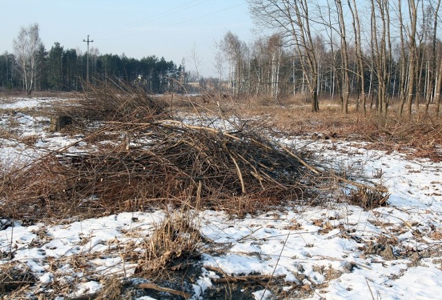Władze Łodzi nałożyły pół miliona kary za nielegalną wycinkę drzew na Złotnie