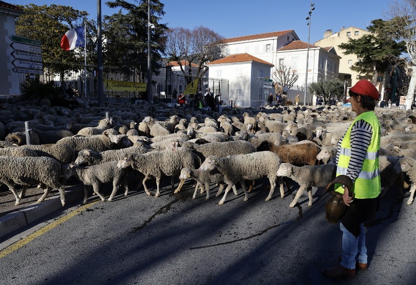 Na południu Francji pasterz wypędził swoje liczące 600 owiec...