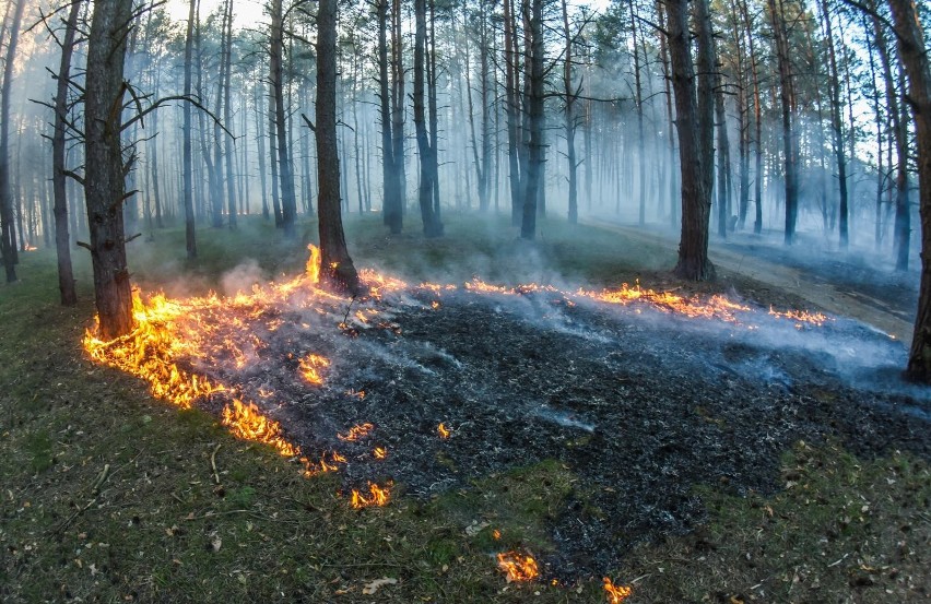 Pożar lasu w okolicach Doliny Śmierci w Fordonie. Zapalił...