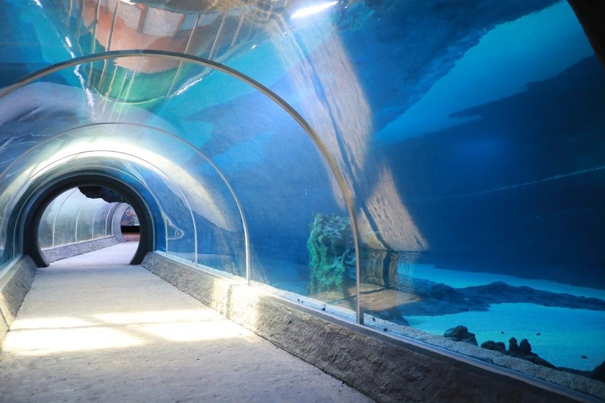  W oceanarium łódzkiego zoo wkrótce będzie można oglądać 180 gatunków ryb morskich