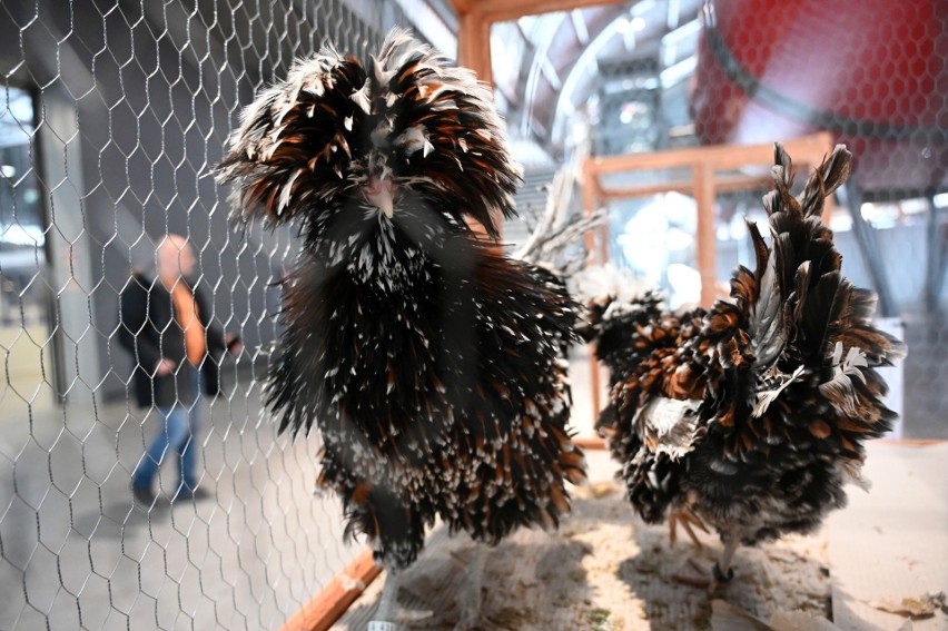 Co za okazy na wystawie gołębi rasowych w Targach Kielce. Trudno uwierzyć, że niektóre istnieją! Zobacz zdjęcia