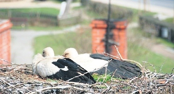 W gnieździe przy ul. Szczecińskiej, obok kościoła, mieszkają bociany, które zawdzięczają mieszkańcomimiona Tosia i Antoś. W tym roku jeszcze na Warszewo nie zawitały.