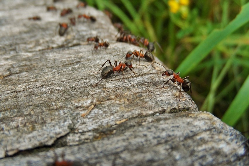 Fusy po kawie skutecznie odstraszają mrówki. Te owady bardzo...