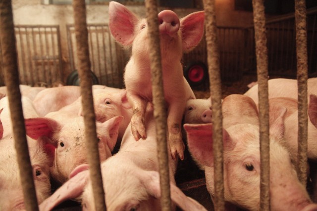 Na afrykański pomór świń nie ma szczepionki i zarażone zwierzęta muszą zostać wybite.