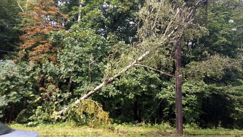 Burza w Łodzi. Nawałnica nad Łodzią. Powalone drzewa, gałęzie na drogach, zalane ulice [ZDJĘCIA]