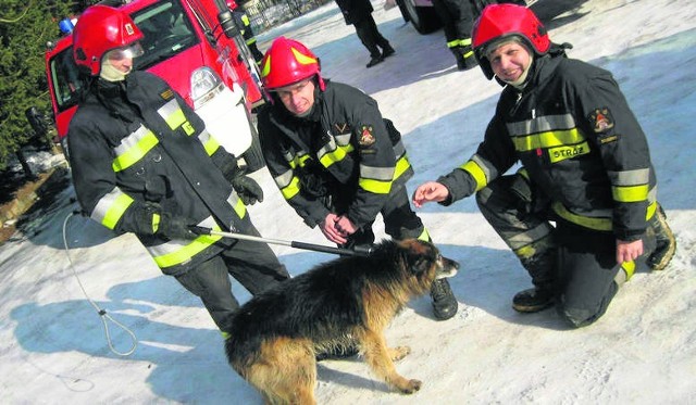 Strażacy z Brzezin uratowali czworonoga