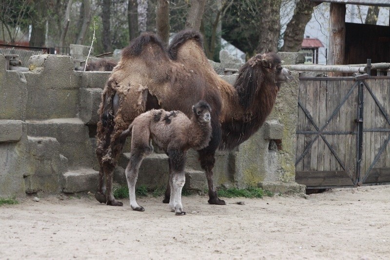 Wielbłąd urodził się w łódzkim zoo [zdjęcia]