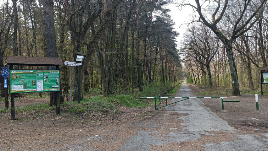 Za szlabanem przy parkingu - asfalt. Na szczęście taka...