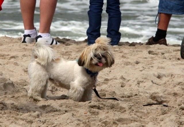 Nie ma kar za przebywanie z pupilem na plaży, nawet jeśli jest ona strzeżona.