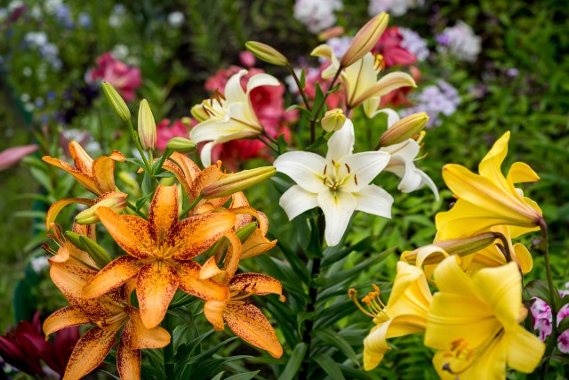 Lilie pięknie kwitną, ale bywają atakowane przez choroby i szkodniki, które niszczą pąki kwiatowe, liście, a nawet całe rośliny.