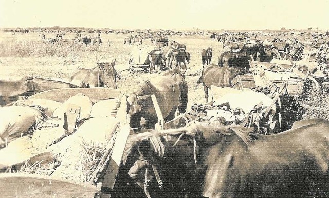 Postój wojskowych taborów we wrześniu 1939 roku