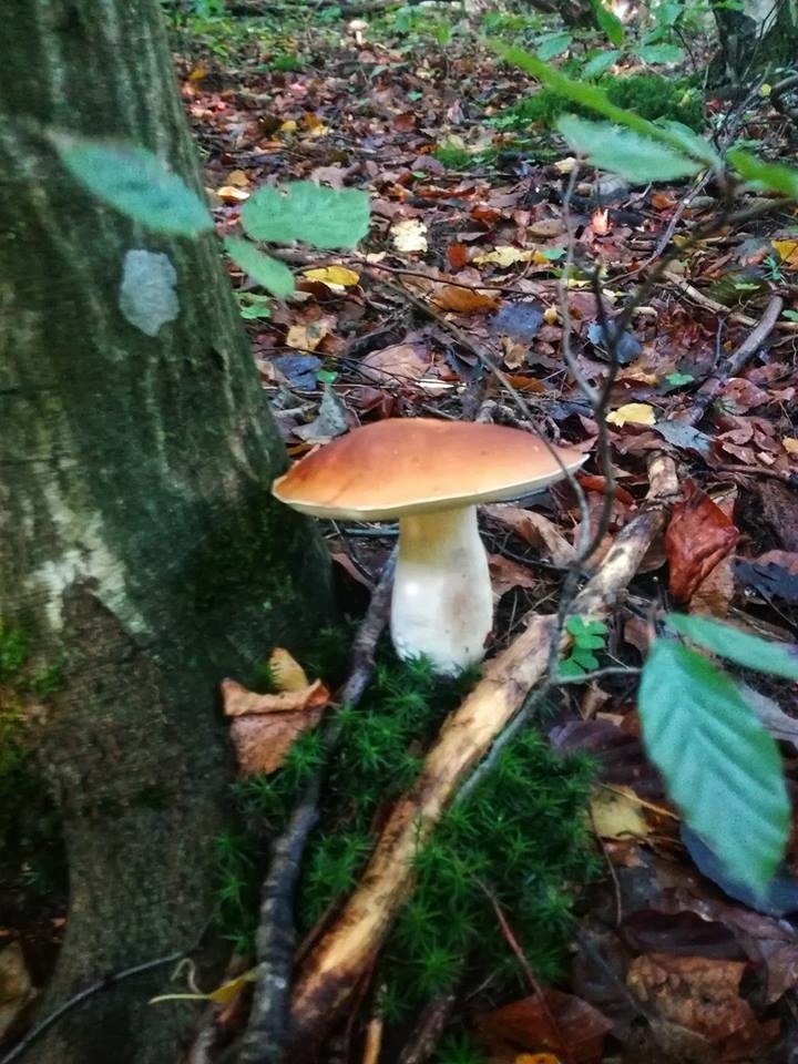 Grzybobranie w pomorskich lasach trwa na dobre. W galerii...