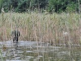 Strażacy z OSP Czaplinek ruszyli na pomoc łabędziom [zdjęcia]