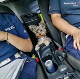 Malutki york jeździł z policyjnym patrolem w Gliwicach. Szczęśliwy finał przygody zbłąkanego psa