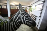 Śląski Ogród Zoologiczny: do Chorzowa przyjechał pan zebra ZDJĘCIA