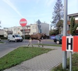 Łoś spacerował po ulicy Armii Krajowej w Sławnie. Kierowcy powiadomili policję [zdjęcia, wideo]