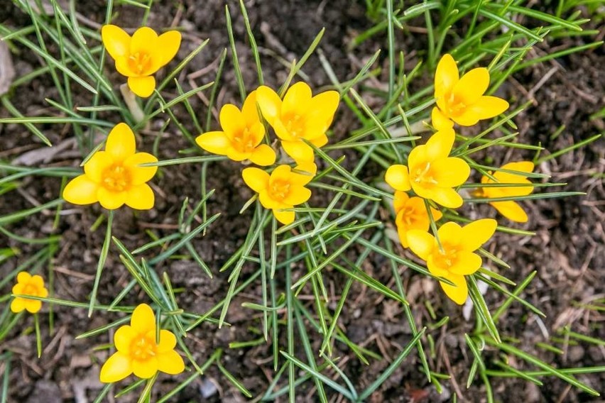 W krakowskim Ogrodzie Botanicznym UJ można podziwiać m.in....