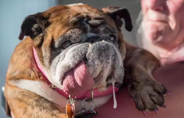 Buldog Zsa Zsa został wybrany najbrzydszym psem świata 2018 roku