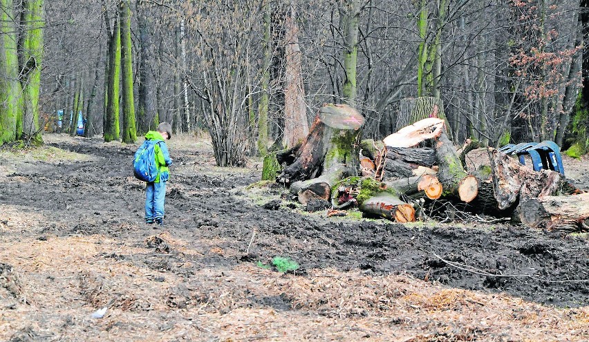 Wióry lecą w zabytkowym parku w Baranowicach. Co z drzewami?