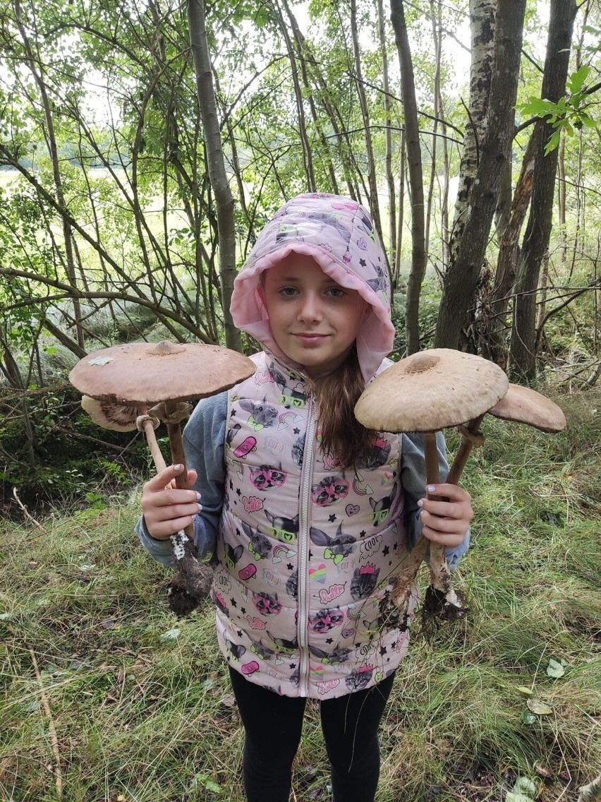 Ogromne zbiory grzybów w gminie Sławno!