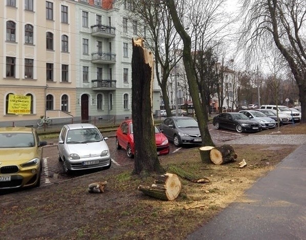 W Toruniu wiatr powalił między innymi drzewo przy ul. Bydgoskiej