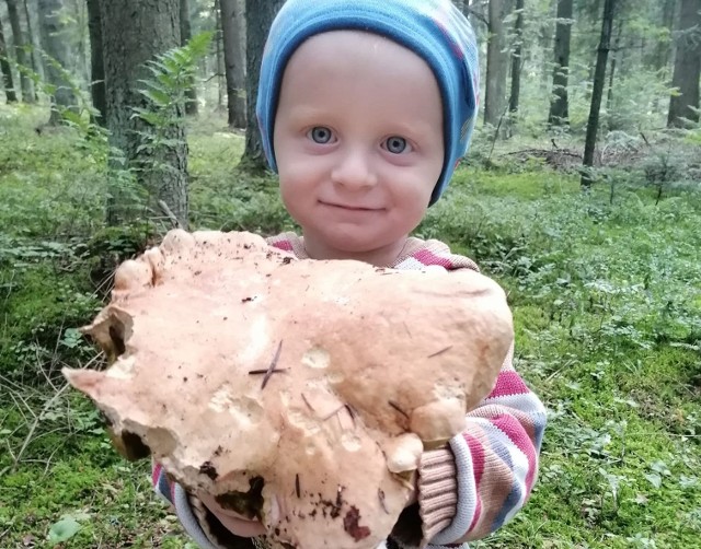 Nasi Czytelnicy i Internauci dzielą się z nami swoimi pachnącymi zdobyczami. W świętokrzyskich lasach po ostatnich opadach deszczu nie brakuje grzybów. Są głosy, że wiele jest robaczywych, ale dostajemy wielu Internautów pochwaliło się nam swoimi dorodnymi okazami. Czekamy na kolejne zdjęcia i informacje o tym, gdzie warto udać się na grzybobranie pod adresem email: internet@echodnia.euZobaczcie zdjęcia leśnych zdobyczy naszych Czytelników na kolejnych slajdach >>>