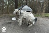 Tczewscy Animalsi brali udział w interwencji na terenie gminy Stary Targ. Powodem był stan do jakiego doprowadzono psy!