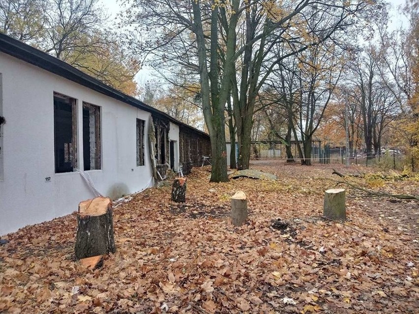 Klub Przyrodników Koło Poznańskie poinformował, że w parku...