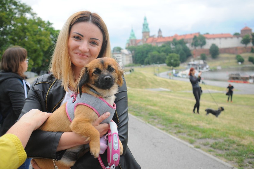 Adoptowane czworonogi przeszły w Marszu Azylanta [ZDJĘCIA, WIDEO]