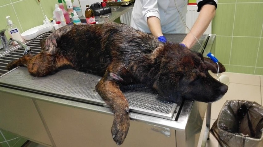 Pies trafił do kliniki w Gorzowie Wlkp., jednak nie udało...