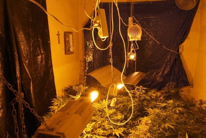 W mieszkaniu mężczyzny znaleziono 64 rośliny konopi...