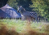W opolskim zoo urodziła się zebra równikowa. Maluch przez większość dnia śpi i je