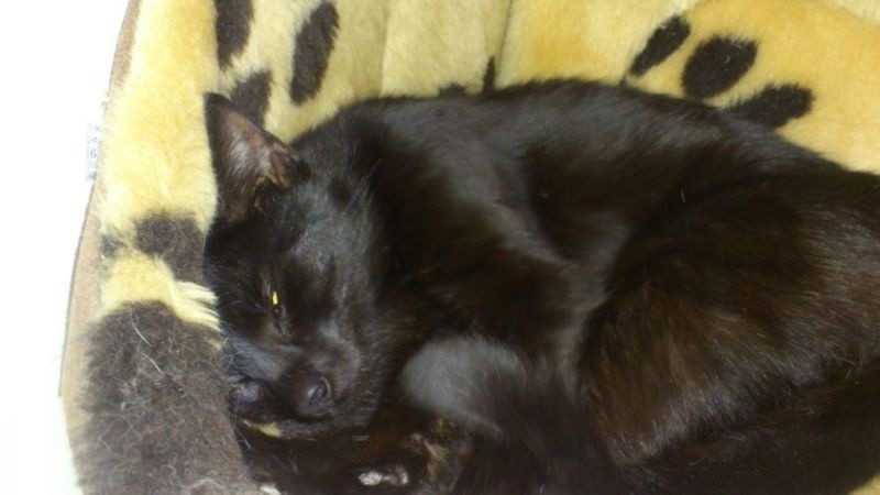 Wrocław: Poszukiwania właściciela czarnej kotki