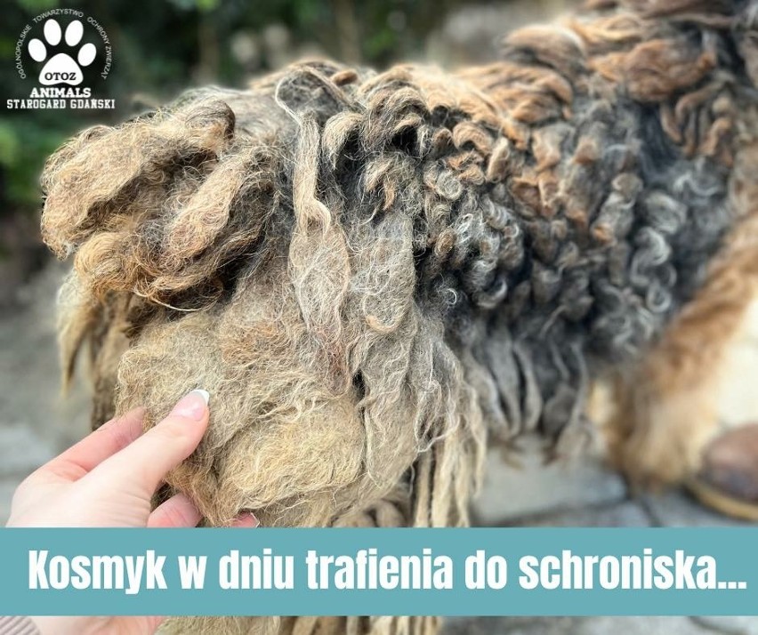 Dramat Kosmyka - uratowali go inspektorzy OTOZ Animals ze Starogardu Gdańskiego! 