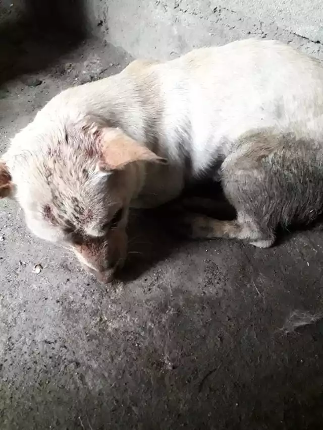 Pieska znaleziono na śmietniku przy ul. Zielonej w Chojnicach