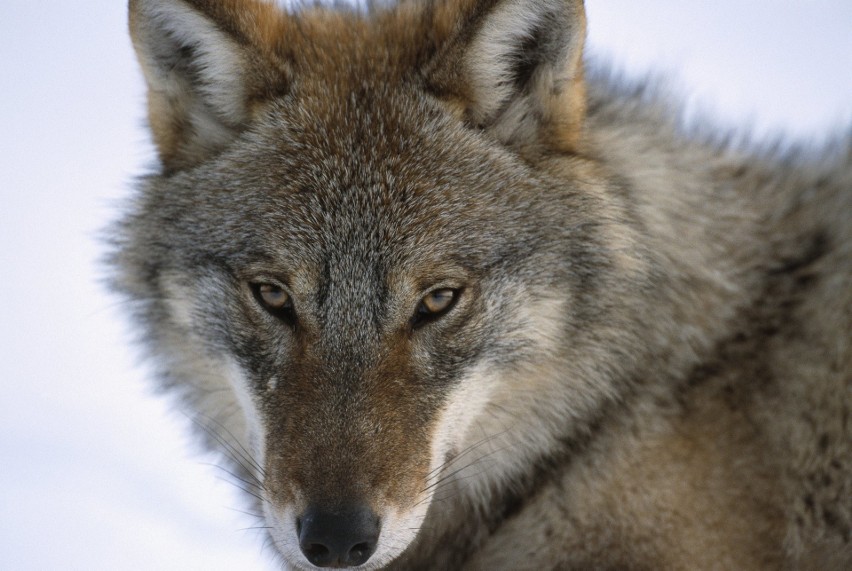 Z roku na rok populacja wilków w woj. lubuskim rośnie. W...