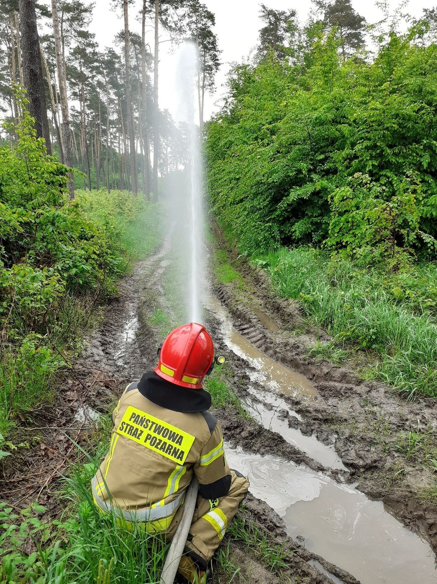 Pińczowscy strażacy ćwiczyli swe umiejętności na wypadek pożaru lasu [ZDJĘCIA]
