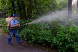 Komary zaatakowały Fordon. Czy będą opryski chemiczne?