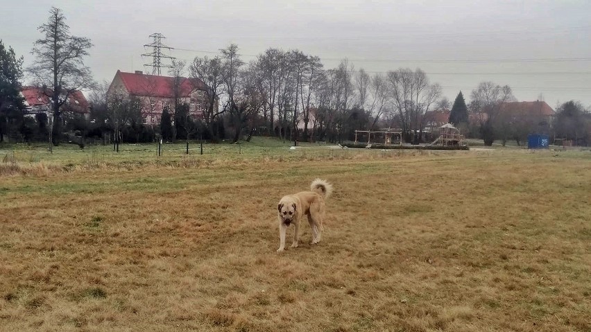 Duży pies rasy kangal, biegający codziennie bez opieki,...