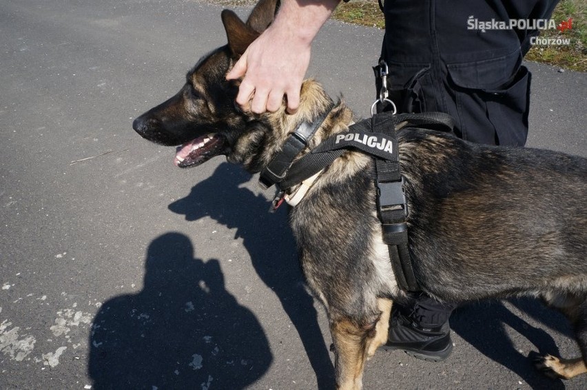 Nie każdy pies nadaje się do policji