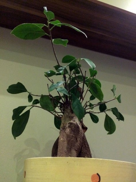 Fikus bonsai warto spryskiwać wodą. O wilgotność powietrza...