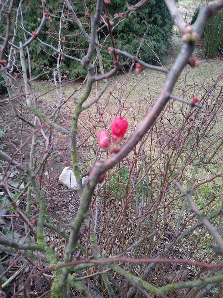 Pąki na drzewku pigwy w Tomaszowicach