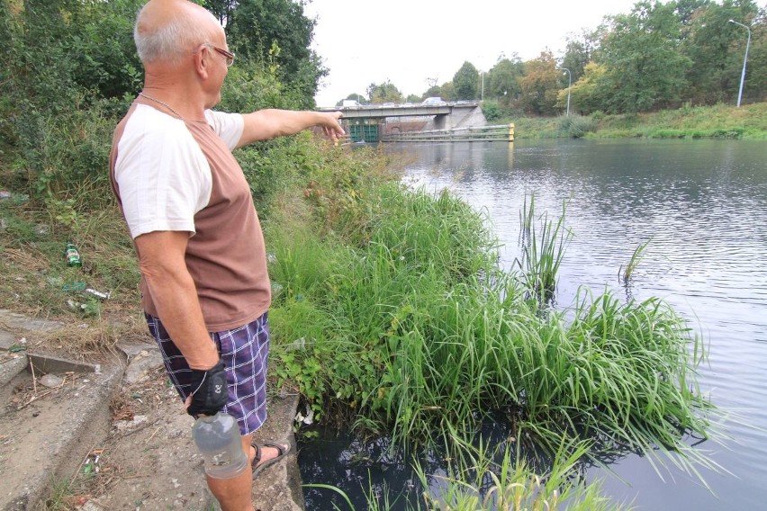 Czarna woda w Odrze. Śmierdzi fekaliami. To ścieki i glony