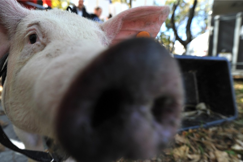 Tusza świńska o zawartość mięsa 54 % kwalifikuje się do...