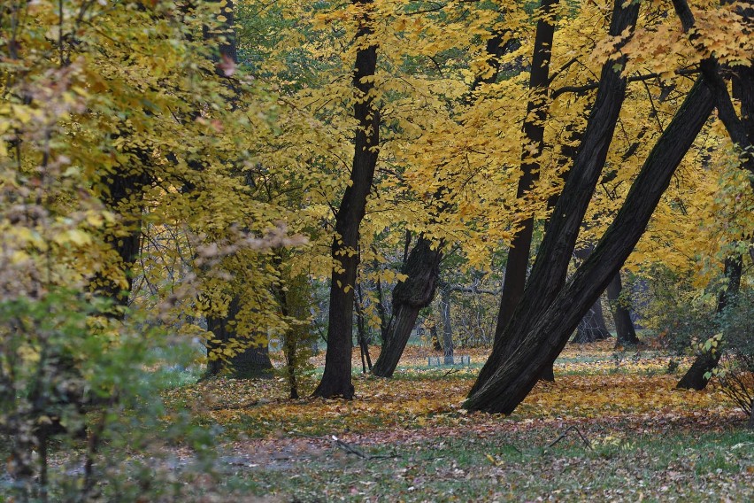 Początek listopada w parku im. Poniatowskiego w Łodzi