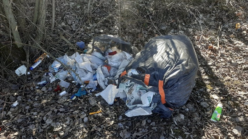 W gminie Pniewy budowlańcy wyrzucili śmieci do lasu. Nie dość, że zapłacili mandat to jeszcze musieli po sobie posprzątać (ZDJĘCIA)