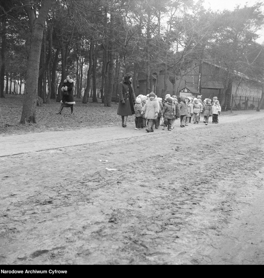 Dzieci w parach prowadzone przez przedszkolankę na spacer