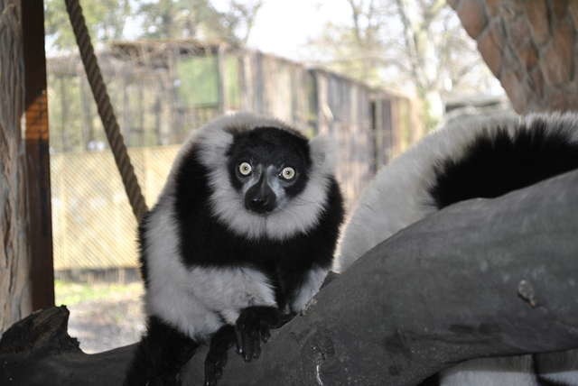 Lemury wari czarno-białe żyje na Madagaskarze. Do toruńskiego zoo dotarły z Francji