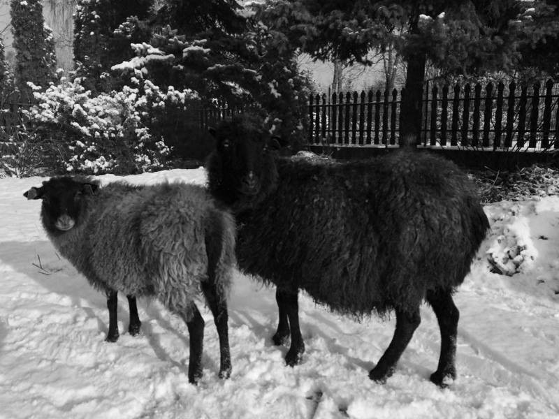Co robią owce z Betlejem w Jaworznie zimową porą?