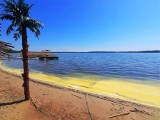 Żółty pył pokrył Jezioro Tarnobrzeskie. Wygląda malowniczo, ale intryguje. Ludzie są ciekawi, czy żółty osad to siarka. A gęś wodę pije... 